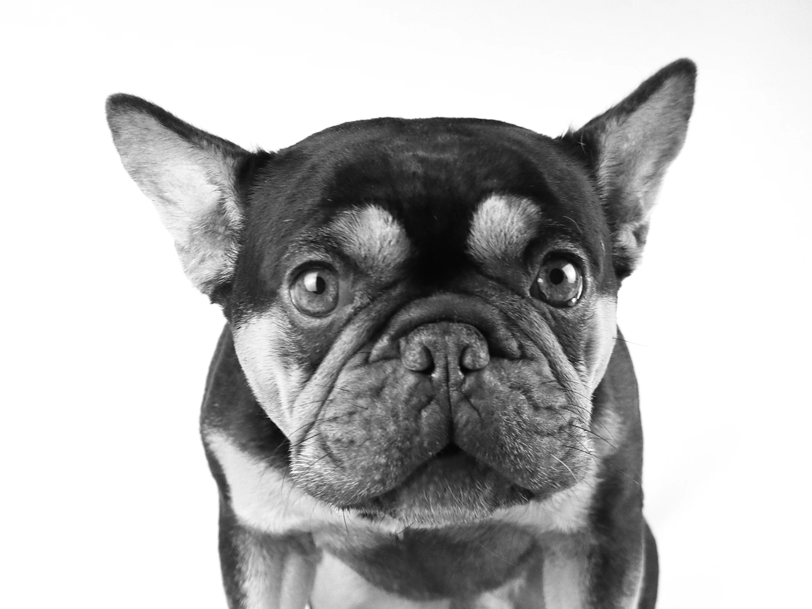 Yogi in black and white