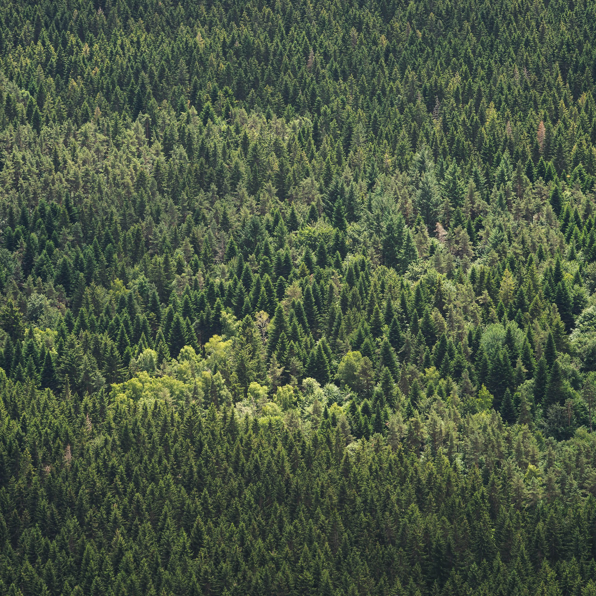 thibault-maestracci-XzSCIDnZtaM-unsplash copy
